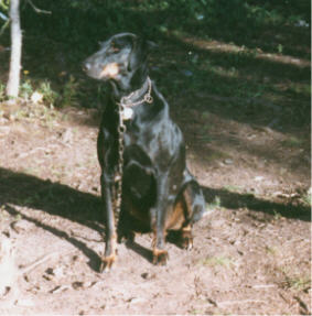 A black dog; Actual size=240 pixels wide